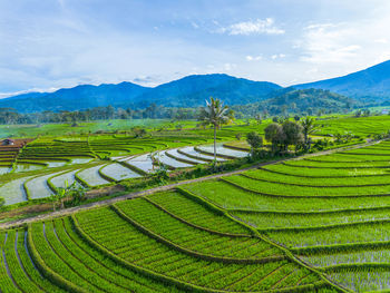 Scenic view of agricultural field against sky