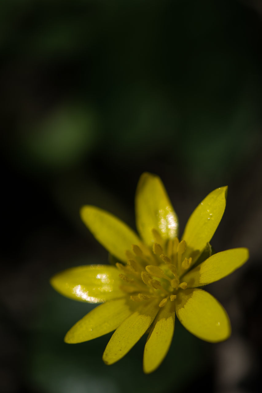 CLOSE-UP OF YELLOW FLOWERING PLANTS