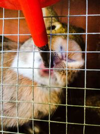 Close-up of lizard on wall