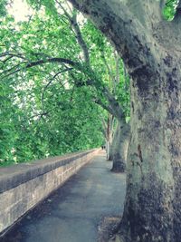 Footpath amidst trees