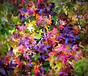 Close-up of flowers