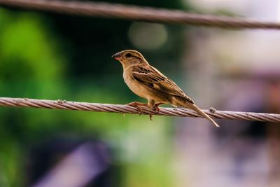 Close-up of bird perching on a line