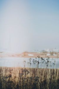 Scenic view of field against clear sky