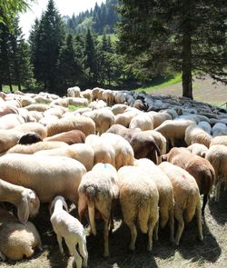 Flock of sheep in a farm