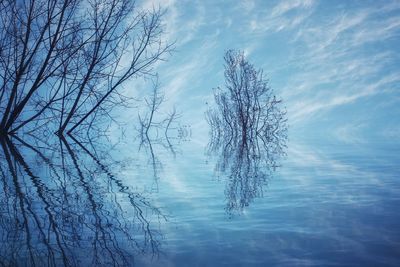 Bare tree in lake against sky during winter