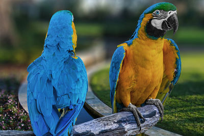 Close-up of blue parrot perching