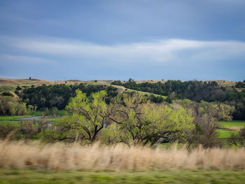 Trees on field against sky