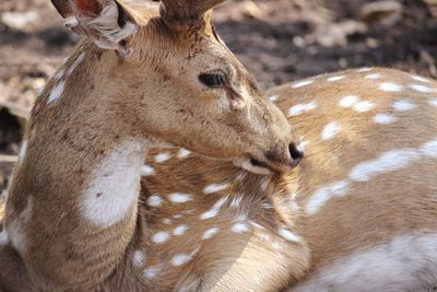 Close-up of deer