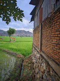 Scenic view of agricultural field