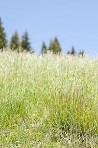 Scenic view of grassy field