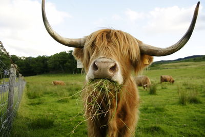 Horse in a field