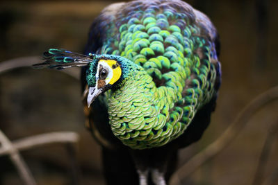 Close-up of a bird