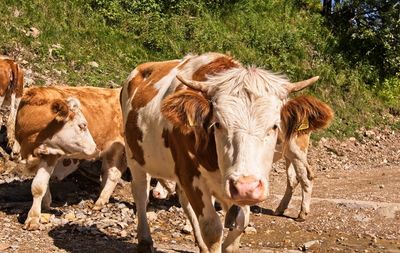 Cows standing in a field