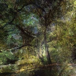 Trees in forest