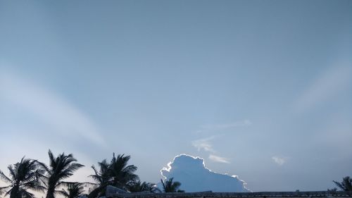 Low angle view of coconut palm trees against blue sky