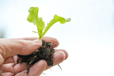 Cropped hand holding plant