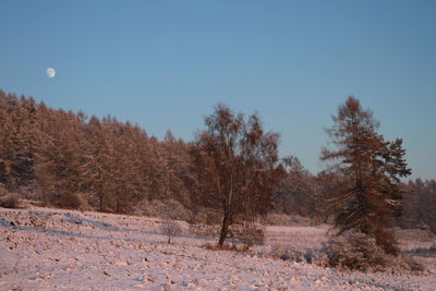 Trees in forest against clear sky during winter