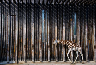 Giraffe walking at zoo