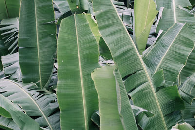 Full frame shot of green leaves