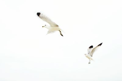 Seagulls flying against clear sky