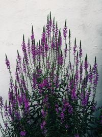 Close-up of lavender flowers