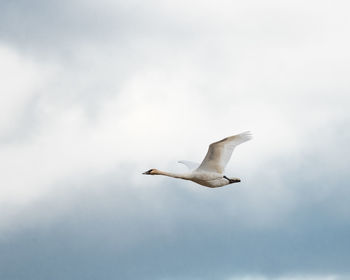 Low angle view of seagull flying against sky