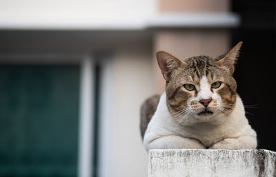 Close-up portrait of a cat