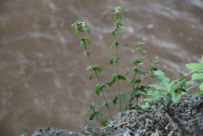 Close-up of small plant growing on rock against wall