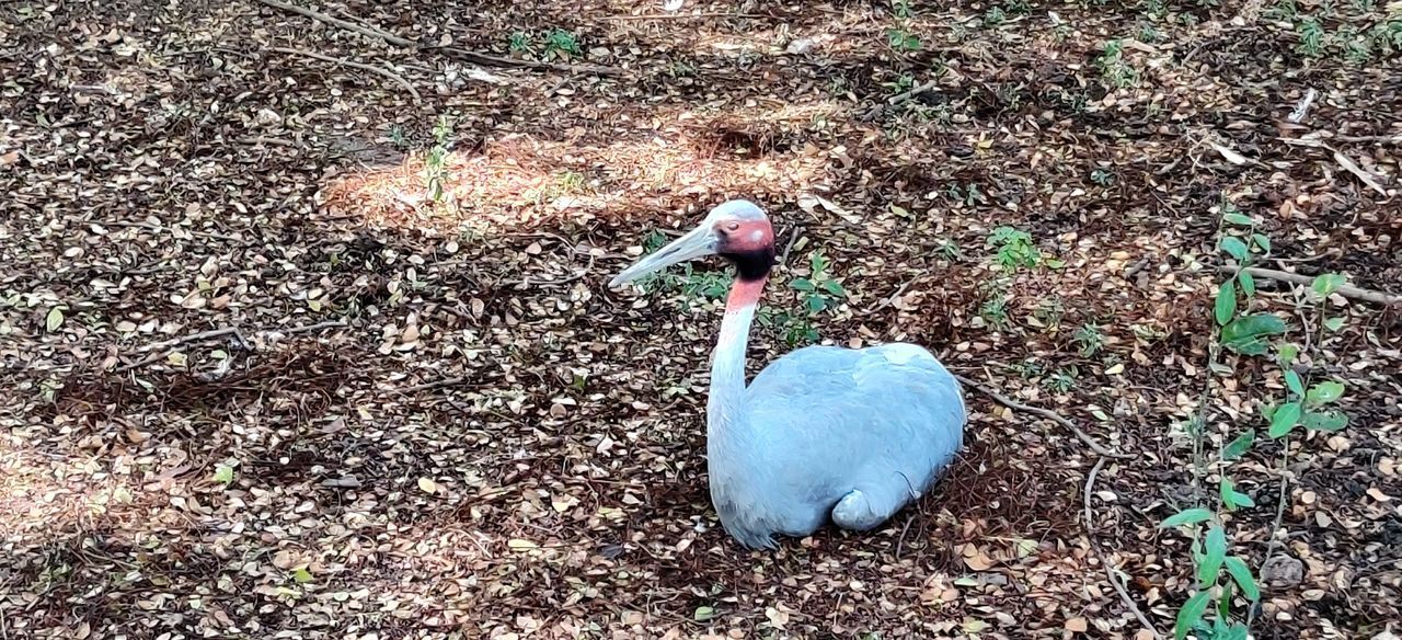 HIGH ANGLE VIEW OF A BIRD ON FIELD