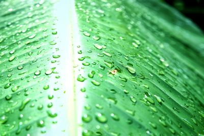Close-up of raindrops on leaves