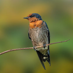 Pacific swallow shot at malacca malaysia