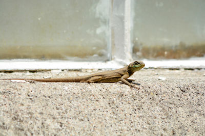 Close-up of lizard on rock against wall