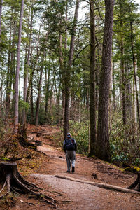 Rear view of man walking on pathway amidst trees in forest