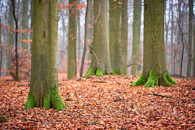 Trees growing in forest during autumn