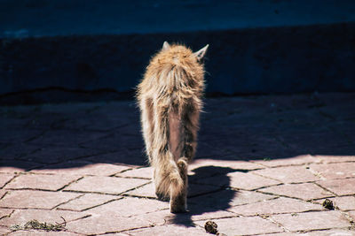 View of an animal on footpath