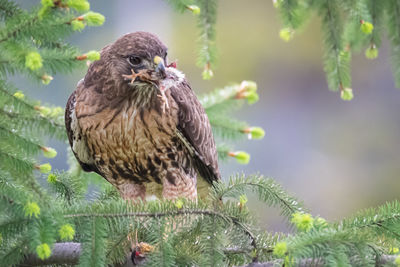 Close-up of a bird perching on plant