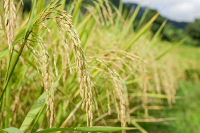 Close-up of stalks in field