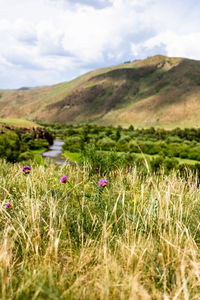 Purple flowering plants on field against sky