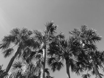 Low angle view of trees against sky