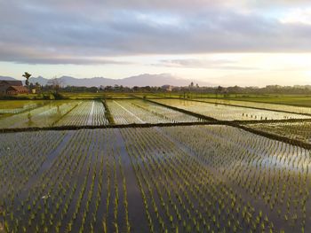Scenic view of agricultural field against sky