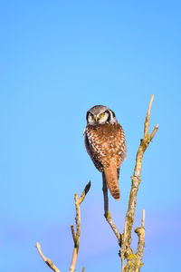 A cool northern hawk owl taking a short break from hunting