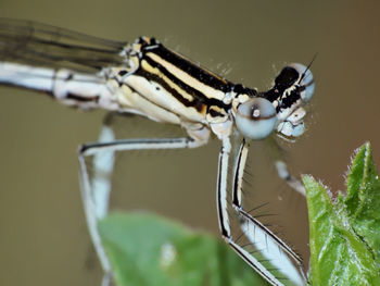 Close-up of damselfly on outdoors