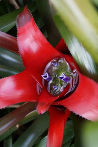 Close-up of red object