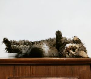 Portrait of cat sitting on wood against white background