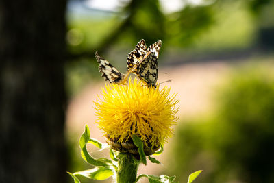 Close-up of butterfly pollinating on flower