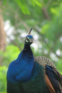 Close-up of peacock perching on tree