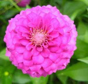 Close-up of pink flower blooming outdoors