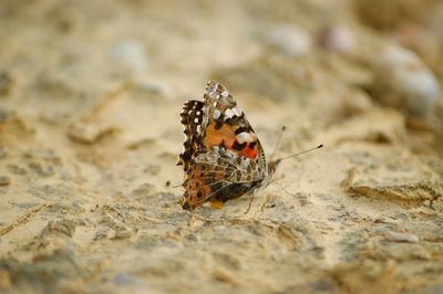 Butterfly on rock