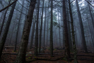 Low angle view of trees