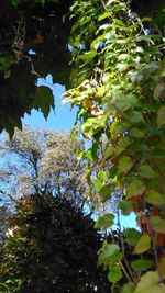 Low angle view of fruits hanging on tree